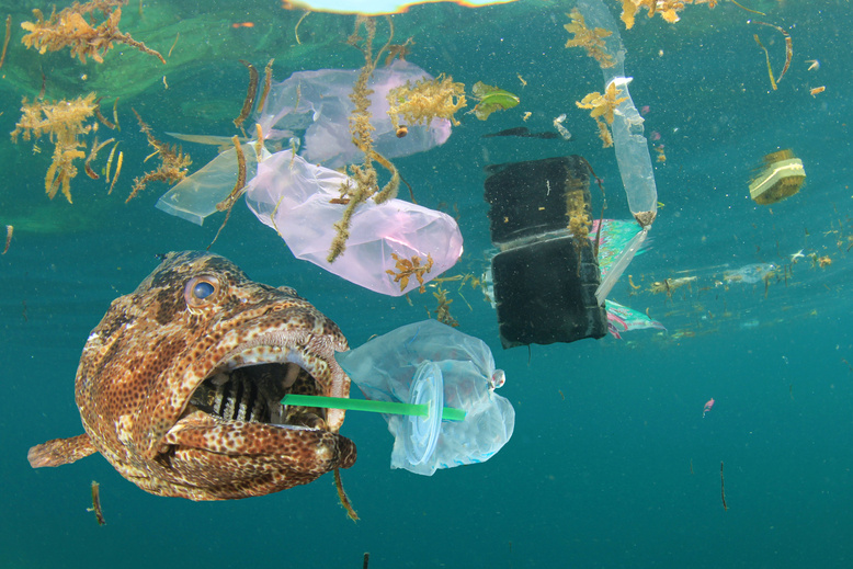 Fish eating plastic pollution in ocean